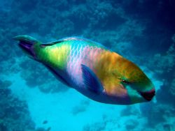 ParrotFish , White Knight reef, Sharm el Sheihk by Steve Laycock 